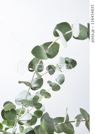 Eucalyptus branches on a light gray background close up. Copy space 116434835