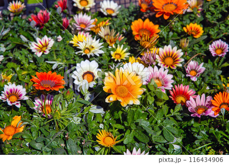Gazania, Treasure Flower closeup background outdoor. Gazania, Treasure Flower closeup background outdoor. 116434906