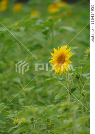 夏の花、黄色い花 夏の花、黄色い花 116434959