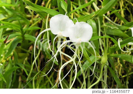 モーリシャス原産の白色の花が宇宙人のように見えるアングレカム・ラモスムの花 116435077