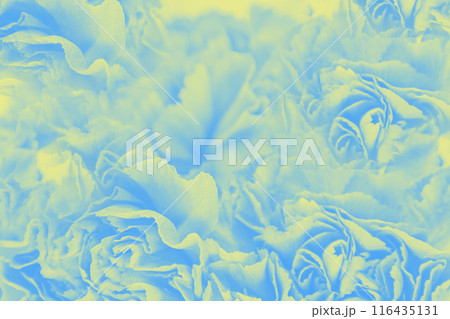 Abstract blue yellow background, floral carnation petals pattern 116435131