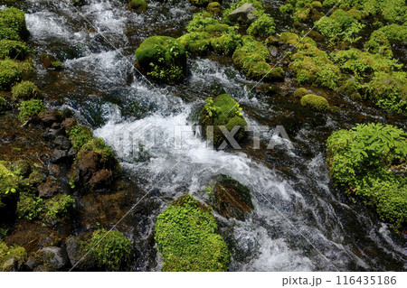 京極町の湧水 116435186