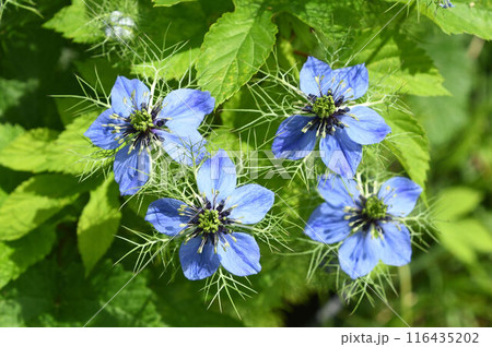 細かく分かれた葉の上に淡青色の花弁に似た萼片の四輪の花が可愛いクロタネソウ 116435202