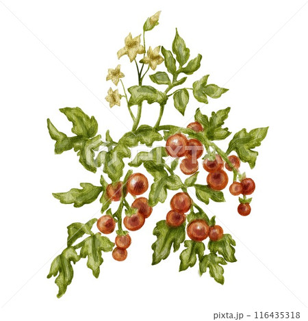 Cherry tomato bush in full bloom. Suitable for marketing materials related to gardening, farming, restaurants, grocery stores, or cooking blogs featuring vegetarian, vegan, health-conscious recipes. Cherry tomato bush in full bloom. Suitable for marketing materials related to gardening, farming, restaurants, grocery stores, or cooking blogs featuring vegetarian, vegan, health-conscious recipes. 116435318