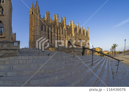 Panoramic image of Palma de Mallorca Cathedral in the evening light Panoramic image of Palma de Mallorca Cathedral in the evening light 116436076