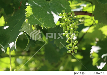 膨らみ始めたぶどうの房 116436244