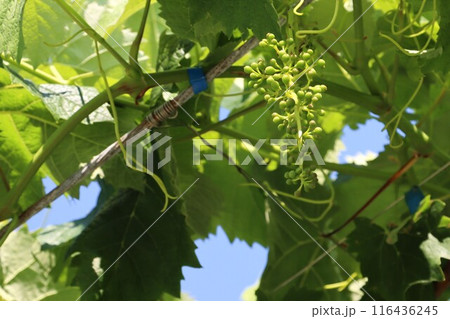 これから大きくなっていくぶどうの房と青空 これから大きくなっていくぶどうの房と青空 116436245