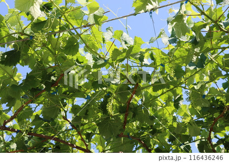 膨らみ始めた房がぶら下がるぶどう棚 116436246