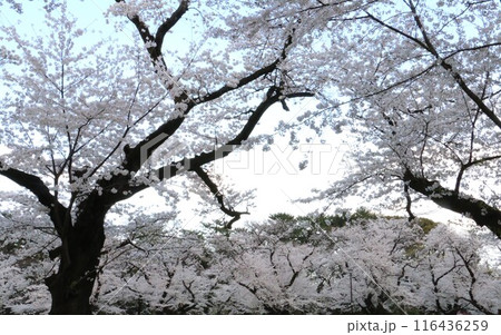 桜満開の小金井公園 116436259