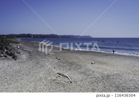 砂浜に打ち上げられた流木 砂浜に打ち上げられた流木 116436304