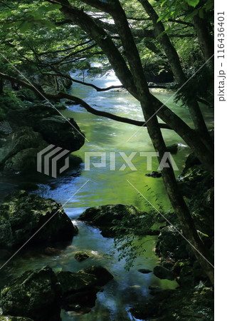 小田深山渓谷 夏の涼 (愛媛県) 小田深山渓谷 夏の涼 (愛媛県) 116436401