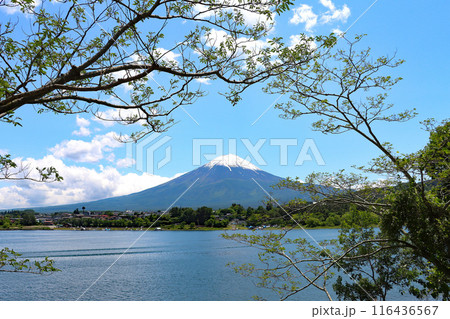 若葉の枝の間から見た河口湖と青空と白い雲と雪の残る富士山 若葉の枝の間から見た河口湖と青空と白い雲と雪の残る富士山 116436567