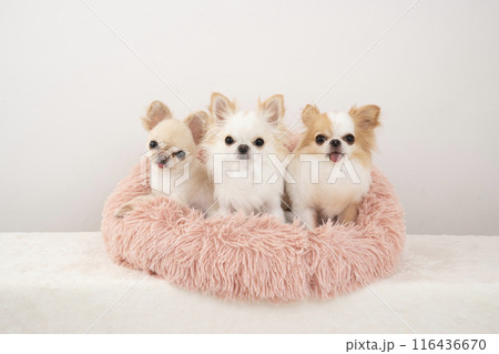 ピンクのベッドに入った3匹のチワワ 116436670