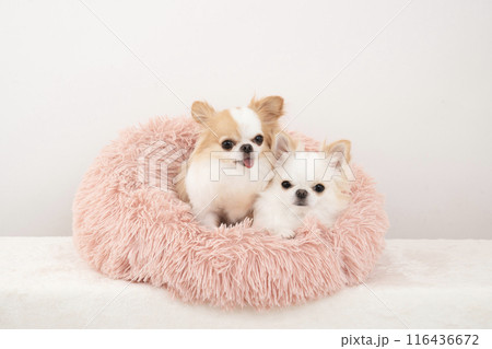 ピンクのベッドに入った2匹のチワワ 116436672