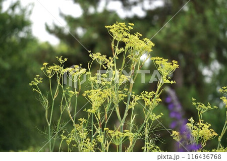 ウイキョウの花・2024年6月 ウイキョウの花・2024年6月 116436768