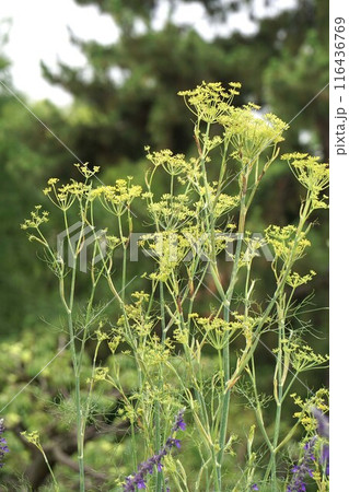 ウイキョウの花・2024年6月 ウイキョウの花・2024年6月 116436769