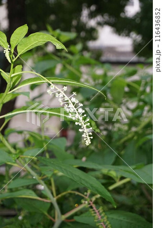 ヨウシュヤマゴボウ・花と実 116436852