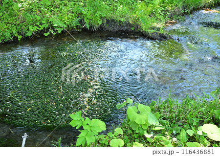 みつまた親水公園　バイカモの群生　清津川河原の風景　 116436881