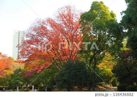 大阪府堺市の大仙公園：紅葉した樹木と、公園内の「平和塔」 116436882