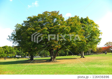 大阪府堺市の大仙公園:適度な勾配で設計された「大芝生広場」と、緑の大樹 大阪府堺市の大仙公園:適度な勾配で設計された「大芝生広場」と、緑の大樹 116436896