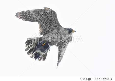 餌を運ぶハヤブサ成鳥 餌を運ぶハヤブサ成鳥 116436903