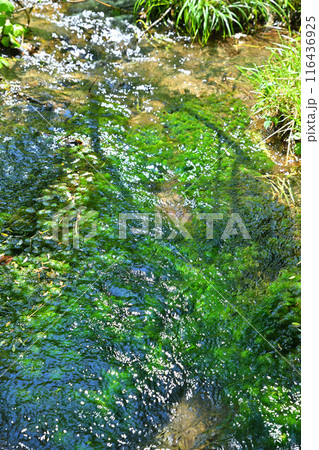 みつまた親水公園　バイカモの群生　清津川河原の風景　 116436925