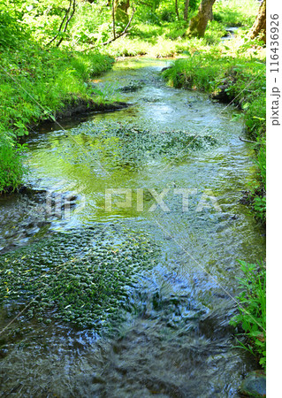 みつまた親水公園　バイカモの群生　清津川河原の風景　 116436926