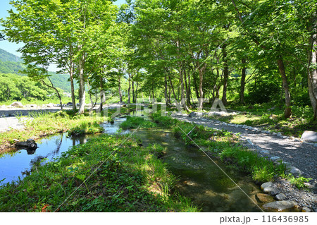 みつまた親水公園　バイカモ群生地　清津川　河原の風景　 116436985