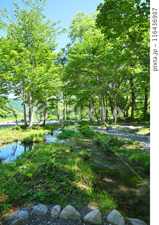 みつまた親水公園 バイカモ群生地 清津川 河原の風景 みつまた親水公園 バイカモ群生地 清津川 河原の風景 116436987