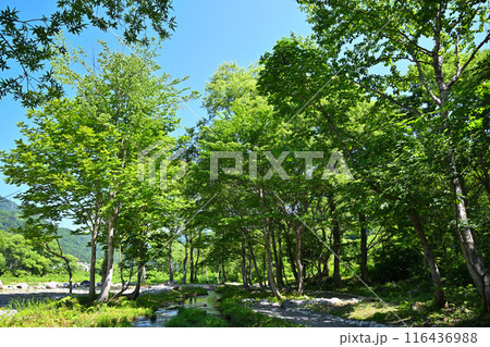 みつまた親水公園 バイカモ群生地 清津川 河原の風景 みつまた親水公園 バイカモ群生地 清津川 河原の風景 116436988