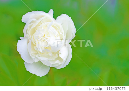家の周りの草花 四季の色々 庭の花壇を美しいピンクと白いシャクヤクの花が彩っています 家の周りの草花 四季の色々 庭の花壇を美しいピンクと白いシャクヤクの花が彩っています 116437073