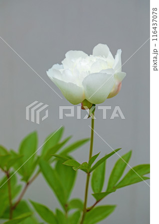家の周りの草花 四季の色々 庭の花壇を美しいピンクと白いシャクヤクの花が彩っています 家の周りの草花 四季の色々 庭の花壇を美しいピンクと白いシャクヤクの花が彩っています 116437078