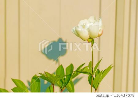家の周りの草花　四季の色々　庭の花壇を美しいピンクと白いシャクヤクの花が彩っています 116437079