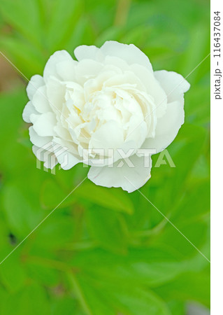 家の周りの草花 四季の色々 庭の花壇を美しいピンクと白いシャクヤクの花が彩っています 家の周りの草花 四季の色々 庭の花壇を美しいピンクと白いシャクヤクの花が彩っています 116437084