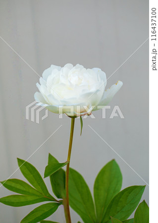 家の周りの草花 四季の色々 庭の花壇を美しいピンクと白いシャクヤクの花が彩っています 家の周りの草花 四季の色々 庭の花壇を美しいピンクと白いシャクヤクの花が彩っています 116437100