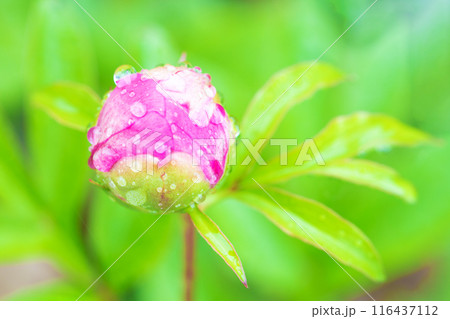 家の周りの草花 四季の色々 庭の花壇を美しいピンクと白いシャクヤクの花が彩っています 家の周りの草花 四季の色々 庭の花壇を美しいピンクと白いシャクヤクの花が彩っています 116437112