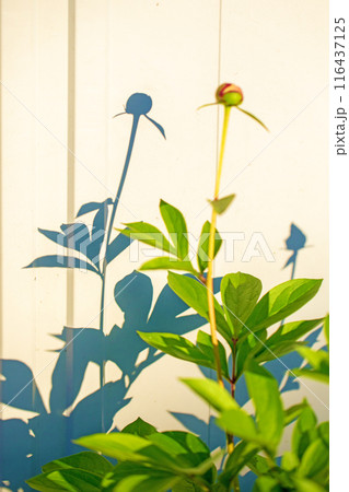 家の周りの草花　四季の色々　庭の花壇を美しいピンクと白いシャクヤクの花が彩っています 116437125