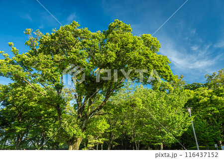 大阪城公園の樹林 大阪城公園の樹林 116437152