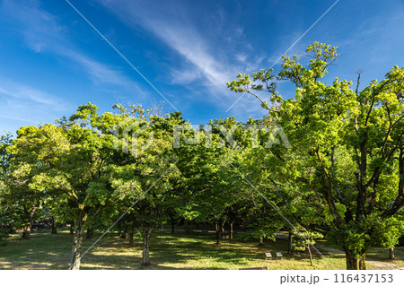 大阪城公園の庭園 116437153