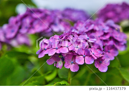 紫陽花が見頃を迎えた狐川 116437379