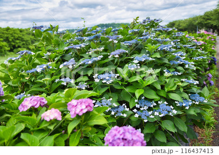 紫陽花が見頃を迎えた狐川 紫陽花が見頃を迎えた狐川 116437413