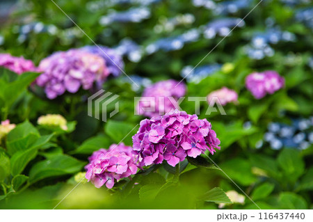 紫陽花が見頃を迎えた狐川 116437440