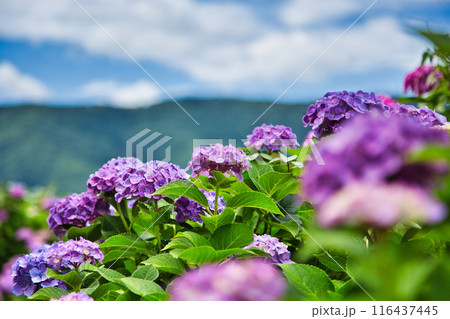 紫陽花が見頃を迎えた狐川 116437445