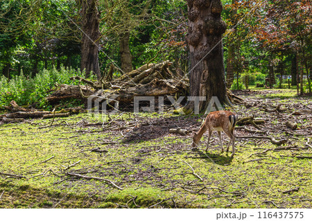 the deer park located in the hague, dutch 116437575