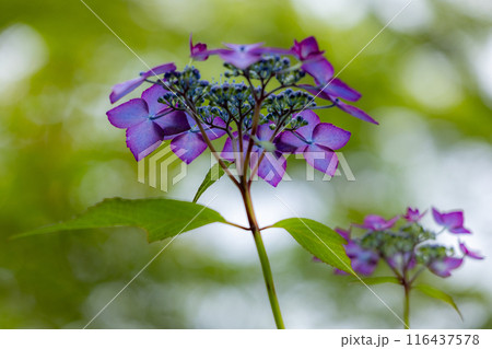 高野花見山の山紫陽花 116437578