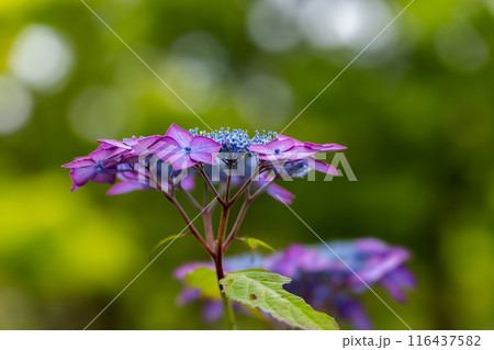 高野花見山の山紫陽花 高野花見山の山紫陽花 116437582