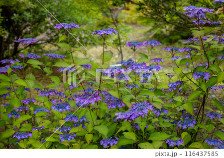 高野花見山の山紫陽花 高野花見山の山紫陽花 116437585