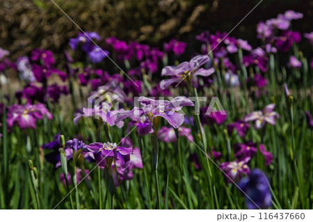 千古の家 116437660