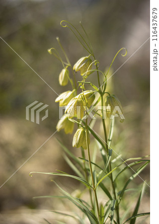 アミガサユリの花 116437679