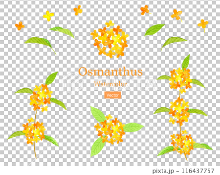 キンモクセイの水彩イラストセット 116437757